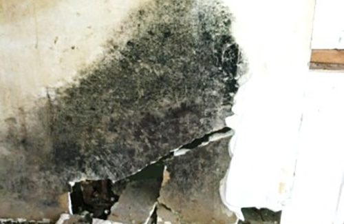 Mold removal service