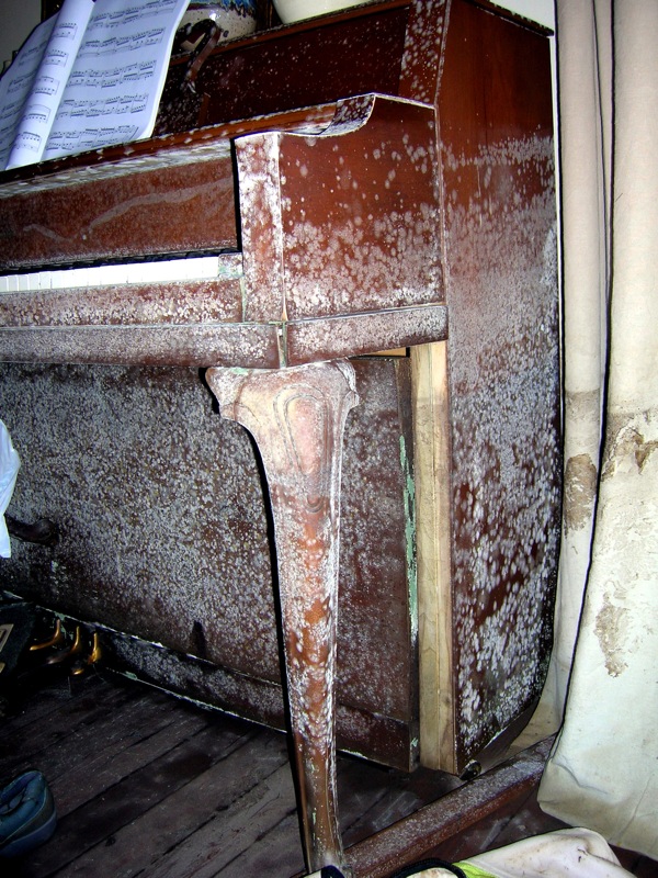 7 Top Signs of Mold Damage in Your Home: What Every Homeowner Should Watch For